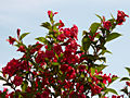 Weigela Eva Rathke IMG_4517 Krzewuszka